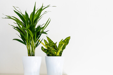Interior design white and green, clean composition with green plant in white pot on white wall. White ackground with office plants. White interior minimal design