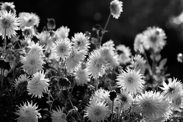 Flowering meadow  Black & White - 394471858