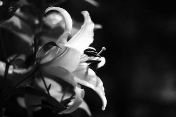 Lily flower close up Black & White