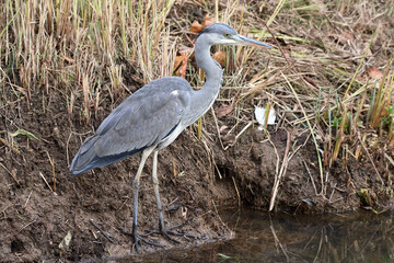 Grey heron (Ardea cinerea) on the edge of a stream bank looking for fish.