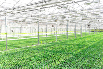Herbs growing in greenhouse