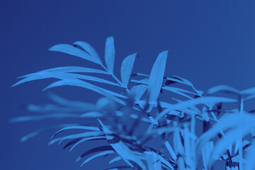 Fototapeta na wymiar duotone palm background, leaves abstract backdrop