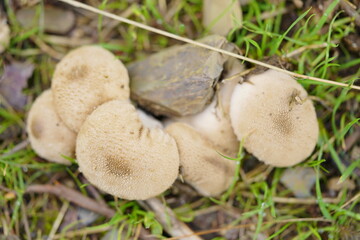Setas blancas