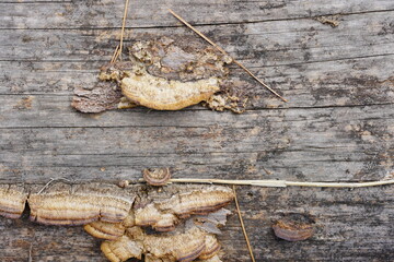 Setas creciendo en tronco de árbol