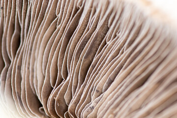 abstract background with organic lines. Mushroom based background, natural lines
