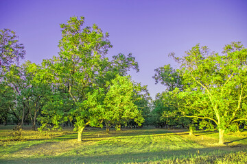 Colorful Pecan tree orchard in the south during the Fall