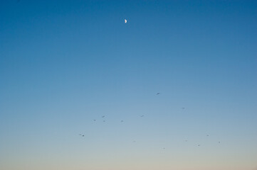 
Sunset on the beach with half moon and sand