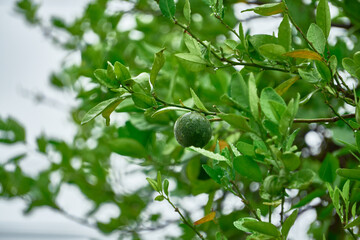Primer plano a un limón sobr ela rama de un árbol 