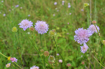 In nature, Knautia arvensis grows among grasses