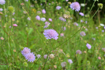 In nature, Knautia arvensis grows among grasses