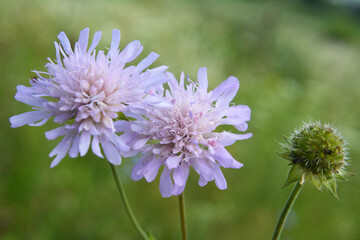 In nature, Knautia arvensis grows among grasses