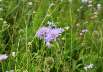 Fototapeta premium In nature, Knautia arvensis grows among grasses