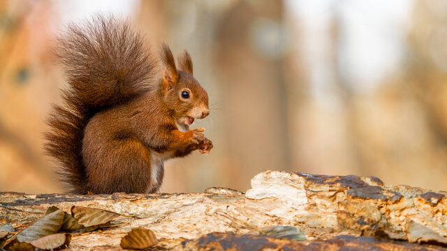 Wildlife animal background Close-up from cute sweet  little red squirrel  ( Sciurus )sitting on a tree trunk / branch and laughing