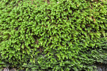 Anomodon moss grows on the stone in the forest