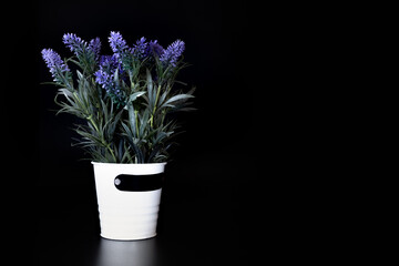 Beautiful lavender flowers in a pot on dark background