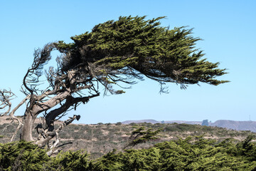 Monterey Cypress Trees by Bodega Bay in Northern California