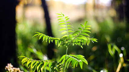 fern leaf in the forest