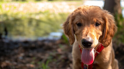 Happy Golden Retriever Puppy. 