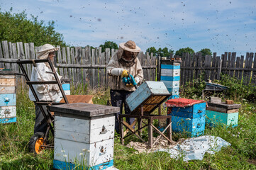 A beekeeper is using a blower, blowing air inside the hive full of working bumble bees to take out honeycomb and extract honey.