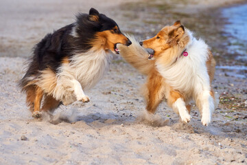 Tobende Langhaar Collies am Strand