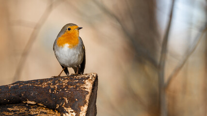 Wildlife nature bird background - Close-up from beautiful sweet robin / Erithacus rubecula sitting...