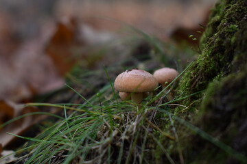 grzyby, mech, trawa, jesień © Arkadiusz