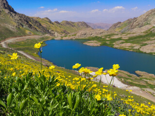 A lake view in the mountains, colorful flowers by the lake, green meadows. blue sky
