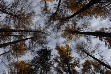 drzewa, korona drzew