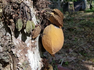 Theobroma speciosum Willd. ex Spreng. in the mallow family, Malvaceae. Amazon rainforest, Brazil