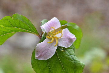 pink wakerobin trillium flower