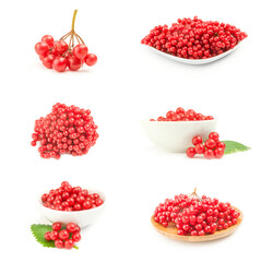 Set of fresh and useful viburnum on a background