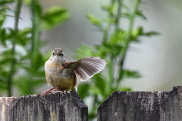 wren on a fence with wing outstretched