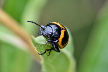 milkweed leaf beetle close-up
