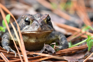 toad close-up on the ground