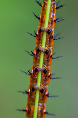 orange caterpillar leg close-up