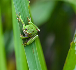 green tree frog ready to jump
