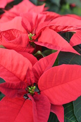  close up on red poinsettia plant