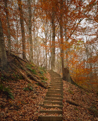 path in autumn forest