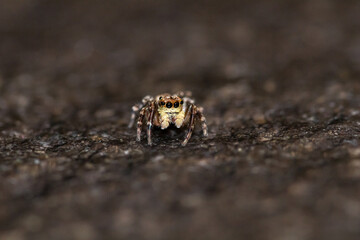 Jumping spider macro, insect details. Home wildlife safari, shot naturalistic pictures at home.