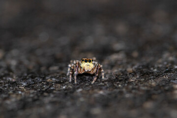 Jumping spider macro, insect details. Home wildlife safari, shot naturalistic pictures at home.