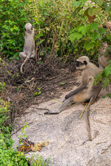 Hampi, Karnataka, India - November 4, 2013: Tribe of gray-brown monkeys on rocks and climbing in green bushes.
