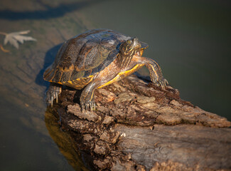 Turtle on a tree log