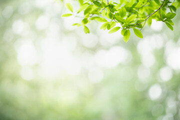 Beautiful nature view green leaf on blurred greenery background under sunlight with bokeh and copy space using as background natural plants landscape, ecology wallpaper concept.