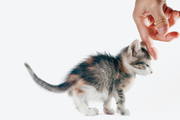 man's hand stroking the head of a small kitten