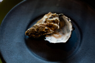 Oyster Shell