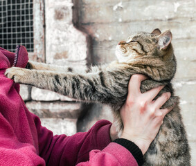 parting tabby cat clawed at a woman in a pink fleece jacket