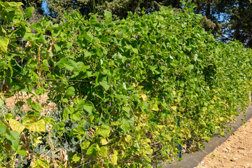 Fototapeta na wymiar Bean plants grown on a vertical fence