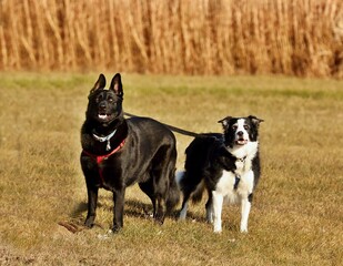 The dogs on a walk. Scene from Wisconsin countryside. 