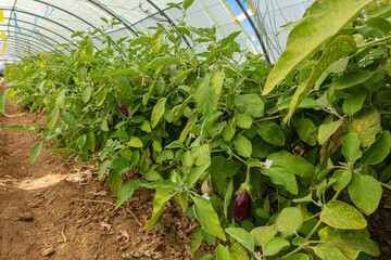 Eggplants grown in greenhouses