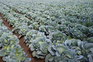 Fototapeta na wymiar green cabbage in the farm field